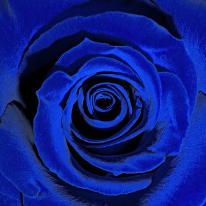 Blue roses...Tracy Byrnes on Flikr. https://www.flickr.com/photos/platinum/76823893